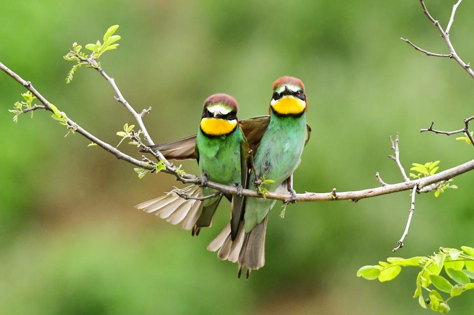 Un nou studiu arată că inversiunea sexuală la păsări este mai frecventă decât se credea 998451