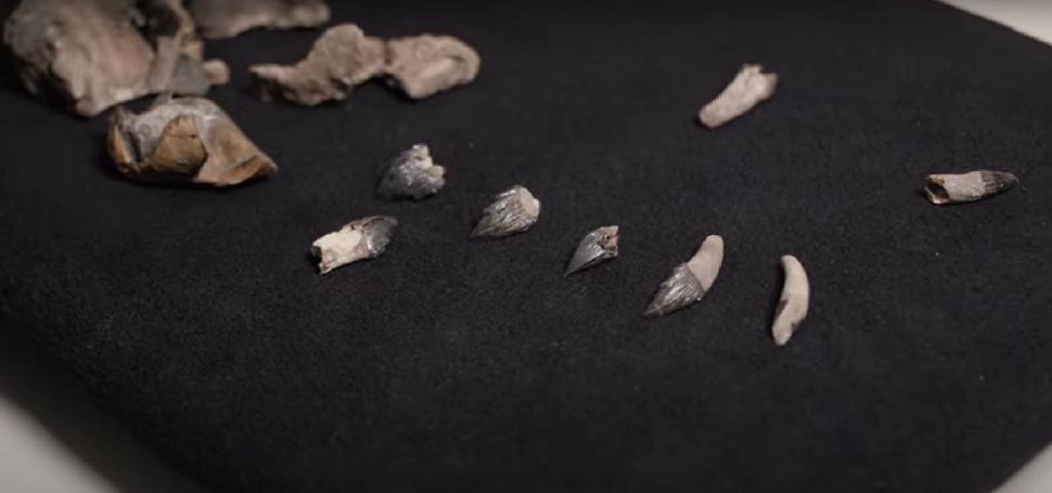 Un bărbat a găsit rămășițele unei balene preistorice în Australia. Creatura marină a trăit în urmă cu 26 de milioane de ani 998739