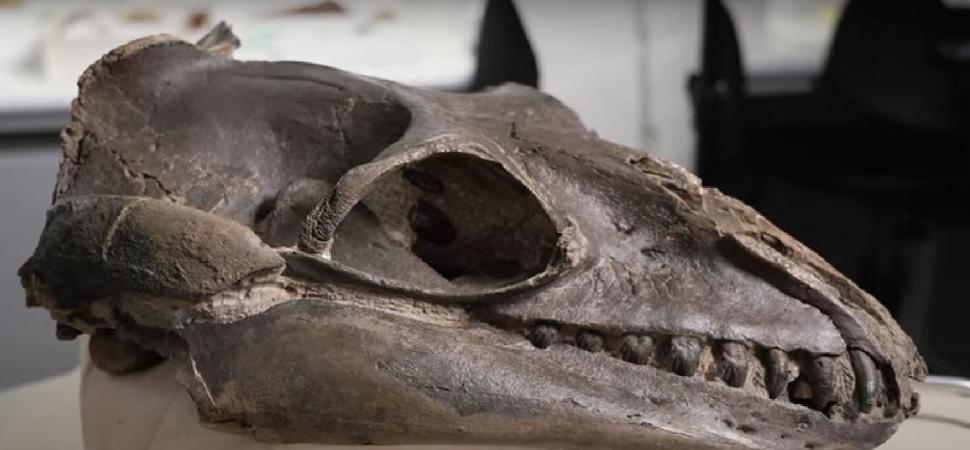 Un bărbat a găsit rămășițele unei balene preistorice în Australia. Creatura marină a trăit în urmă cu 26 de milioane de ani 998745