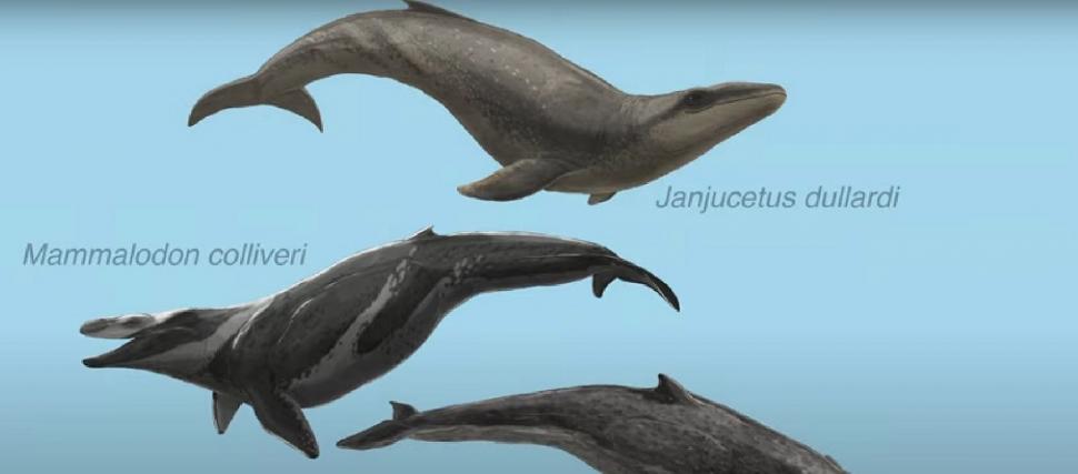 Un bărbat a găsit rămășițele unei balene preistorice în Australia. Creatura marină a trăit în urmă cu 26 de milioane de ani 998746