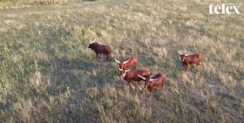 Imaginile care au scandalizat Ungaria. Viktor Orban, despre luxul de la moșia lui cu palmieri, alei încălzite și zebre: „Prostii” 998955