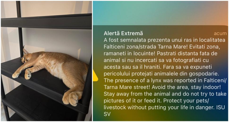 Un râs a scăpat pe străzile din Fălticeni. Locuitorii, avertizați prin mesaj RO-ALERT: „Nu încercați să vă fotografiați cu el!” 999310