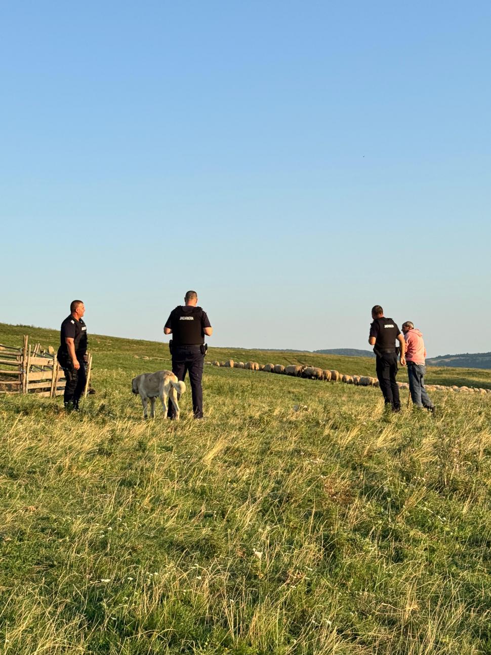 Un râs a scăpat pe străzile din Fălticeni. Locuitorii, avertizați prin mesaj RO-ALERT: „Nu încercați să vă fotografiați cu el!” 999313