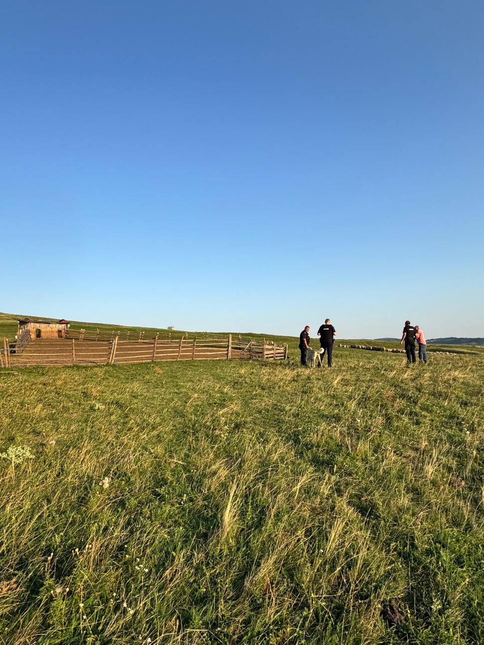 Un râs a scăpat pe străzile din Fălticeni. Locuitorii, avertizați prin mesaj RO-ALERT: „Nu încercați să vă fotografiați cu el!” 999314