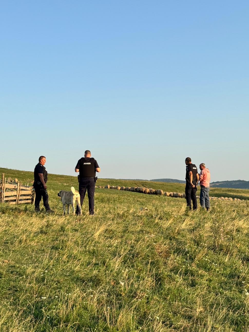 Un râs a scăpat pe străzile din Fălticeni. Locuitorii, avertizați prin mesaj RO-ALERT: „Nu încercați să vă fotografiați cu el!” 999315