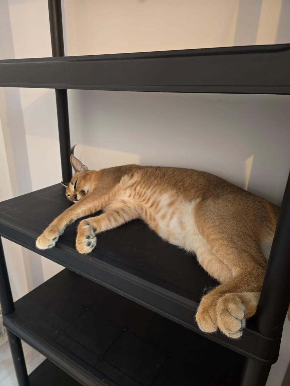 Un râs a scăpat pe străzile din Fălticeni. Locuitorii, avertizați prin mesaj RO-ALERT: „Nu încercați să vă fotografiați cu el!” 999318