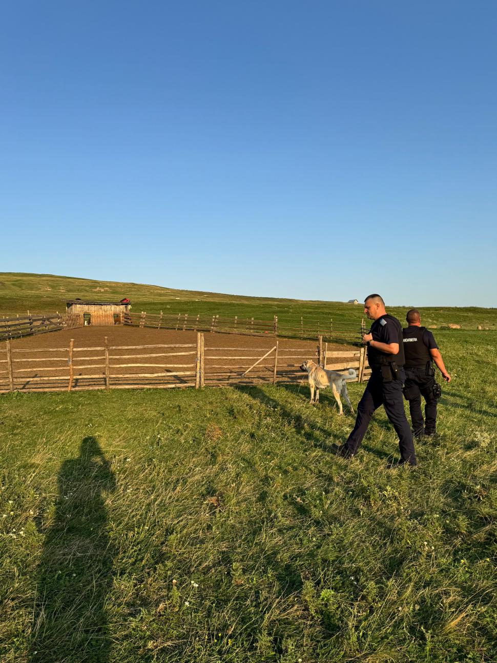 Un râs a scăpat pe străzile din Fălticeni. Locuitorii, avertizați prin mesaj RO-ALERT: „Nu încercați să vă fotografiați cu el!” 999322