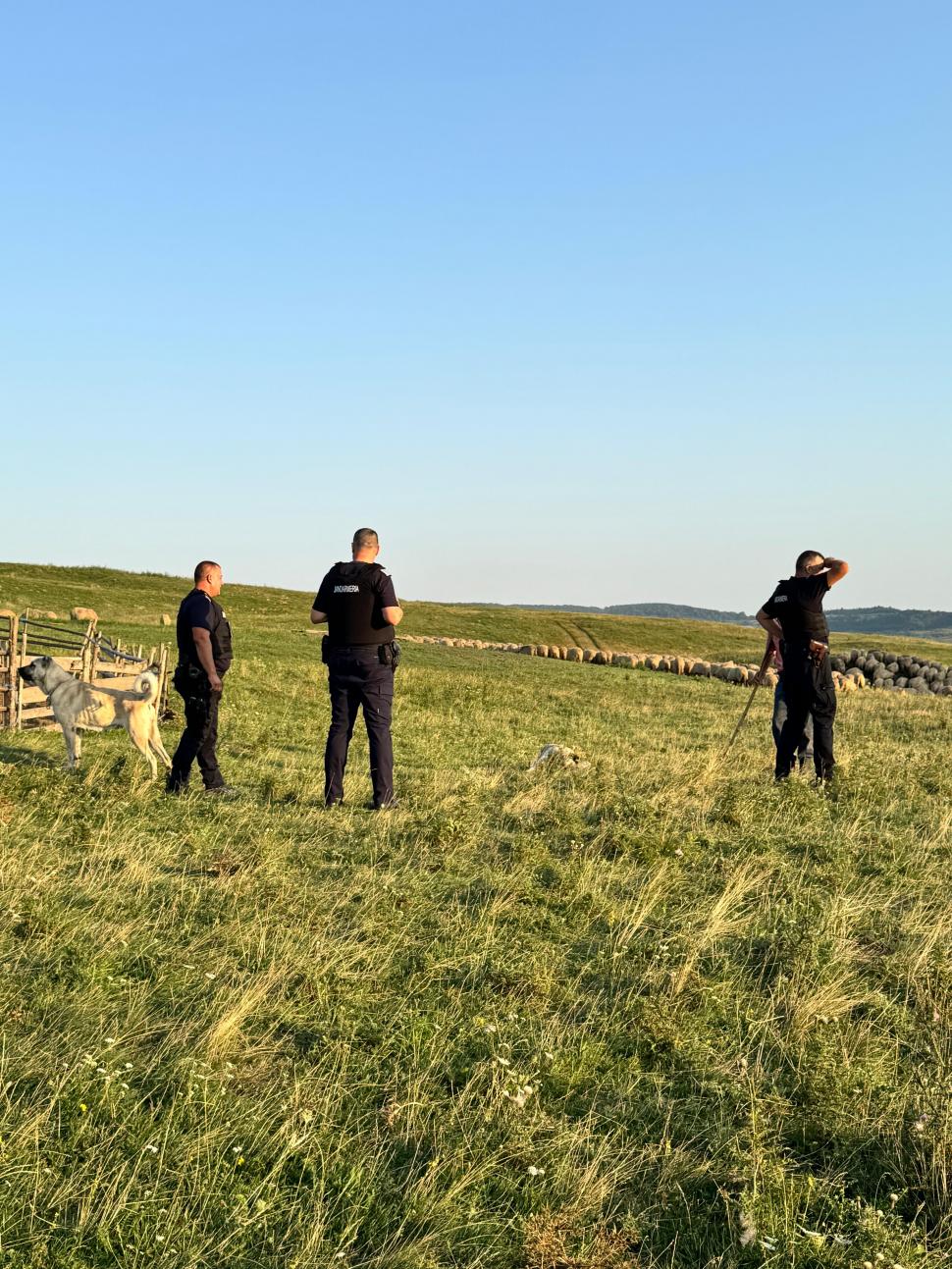 Un râs a scăpat pe străzile din Fălticeni. Locuitorii, avertizați prin mesaj RO-ALERT: „Nu încercați să vă fotografiați cu el!” 999323