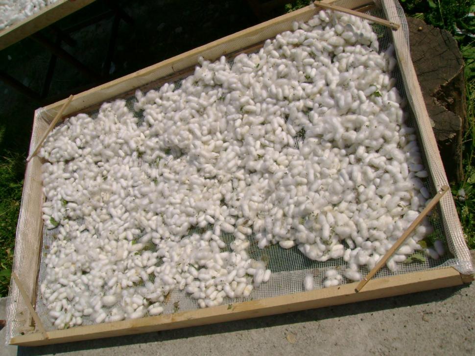 Comuna din România unde o familie crește viermi de mătase, produce borangic și țese haine tradiționale cu el: Afacerea e unică în țară 1000036