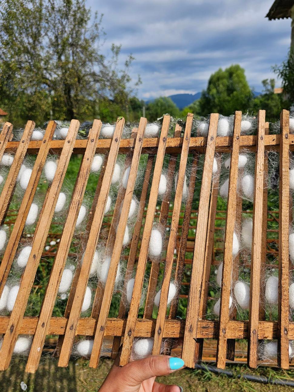 Comuna din România unde o familie crește viermi de mătase, produce borangic și țese haine tradiționale cu el: Afacerea e unică în țară 1000047