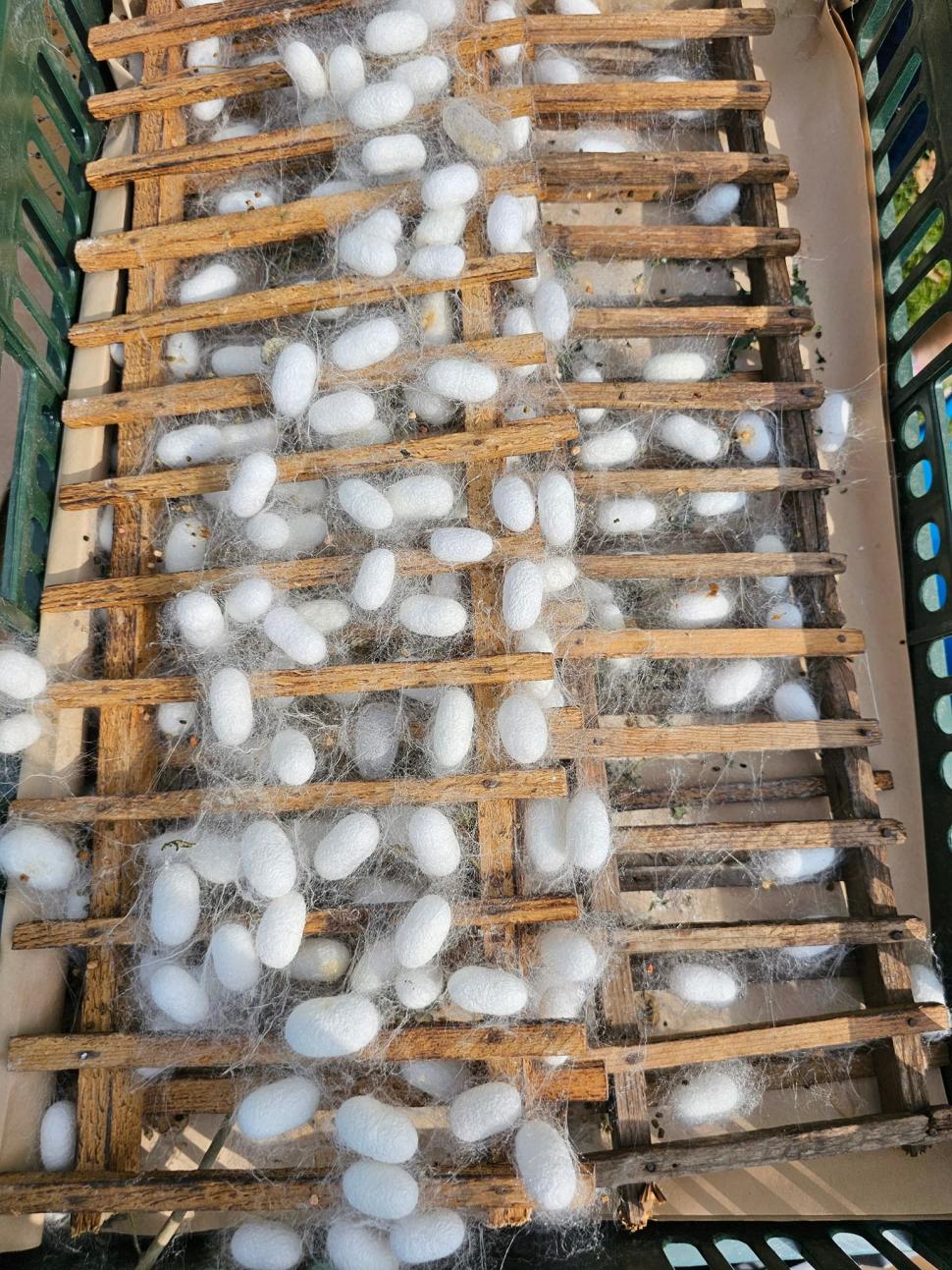 Comuna din România unde o familie crește viermi de mătase, produce borangic și țese haine tradiționale cu el: Afacerea e unică în țară 1000048