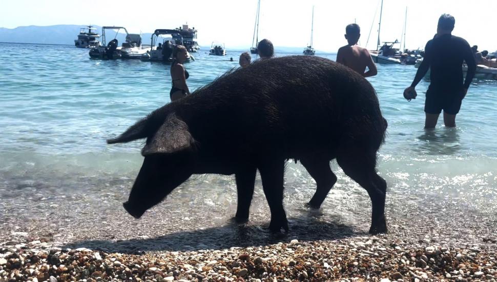 Pe o insulă grecească, turiștii sunt luați prin surprindere de mistreții care au pus stăpânire pe plajă și înoată liniștiți în mare 1000268