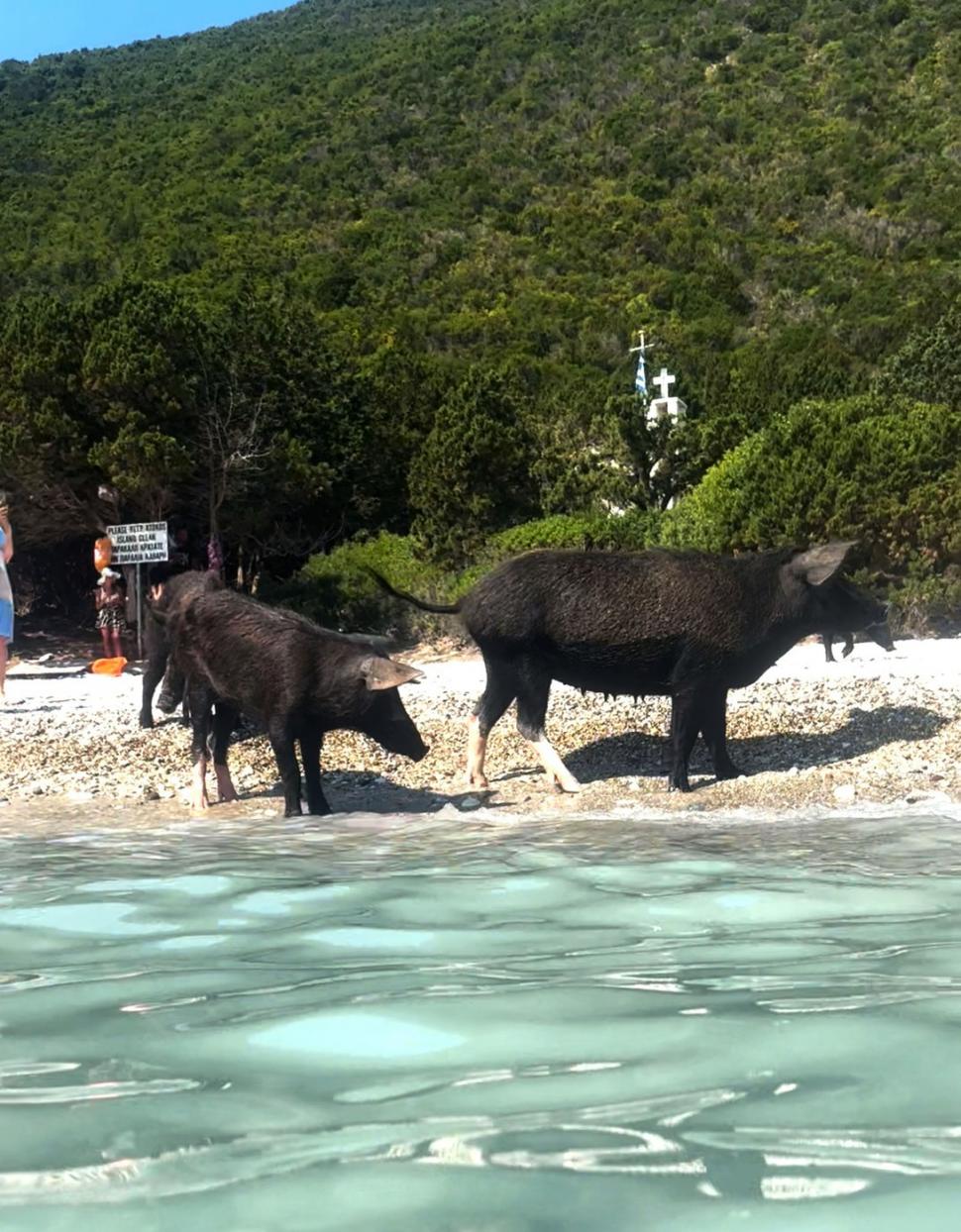 Pe o insulă grecească, turiștii sunt luați prin surprindere de mistreții care au pus stăpânire pe plajă și înoată liniștiți în mare 1000269