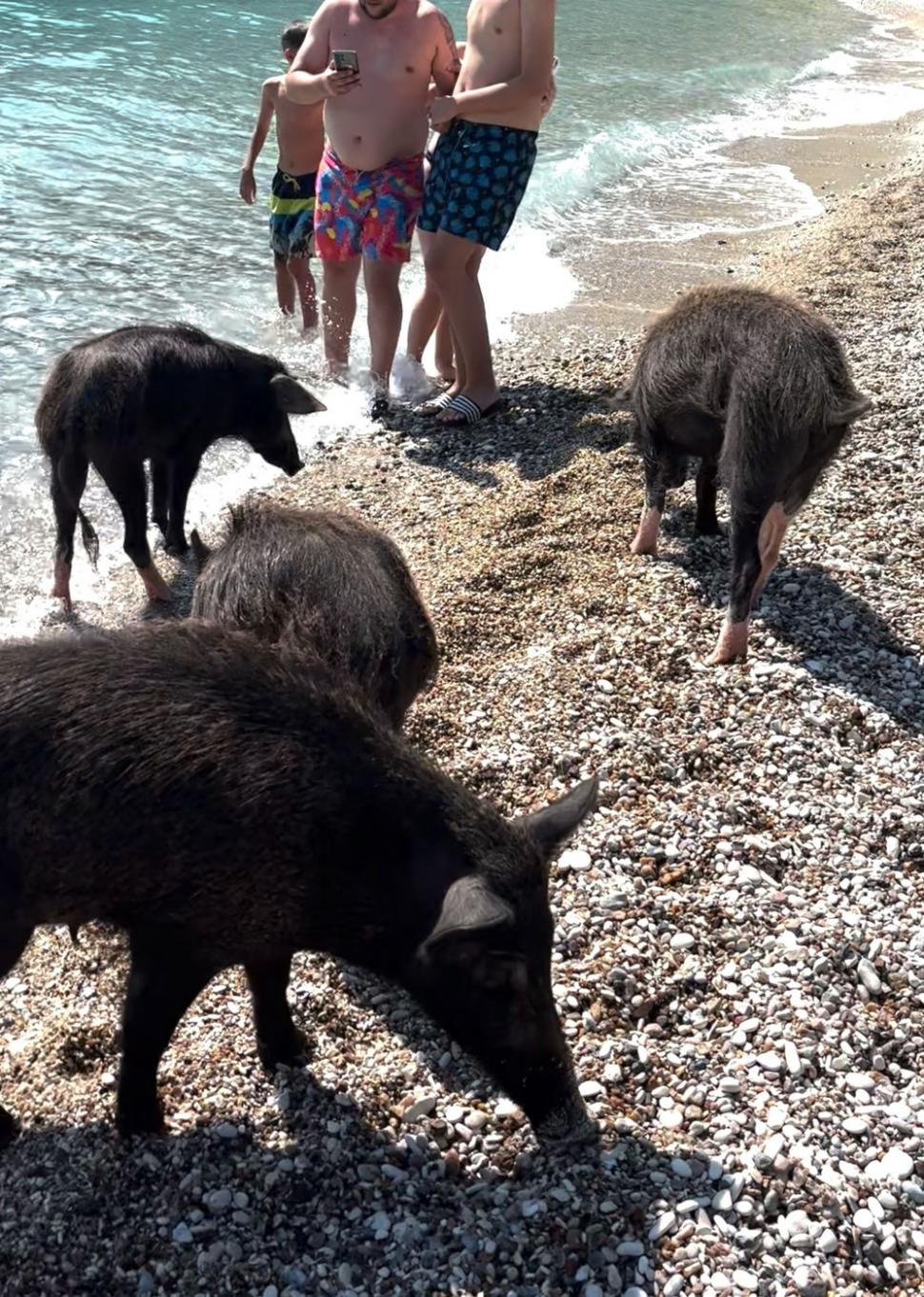 Pe o insulă grecească, turiștii sunt luați prin surprindere de mistreții care au pus stăpânire pe plajă și înoată liniștiți în mare 1000270