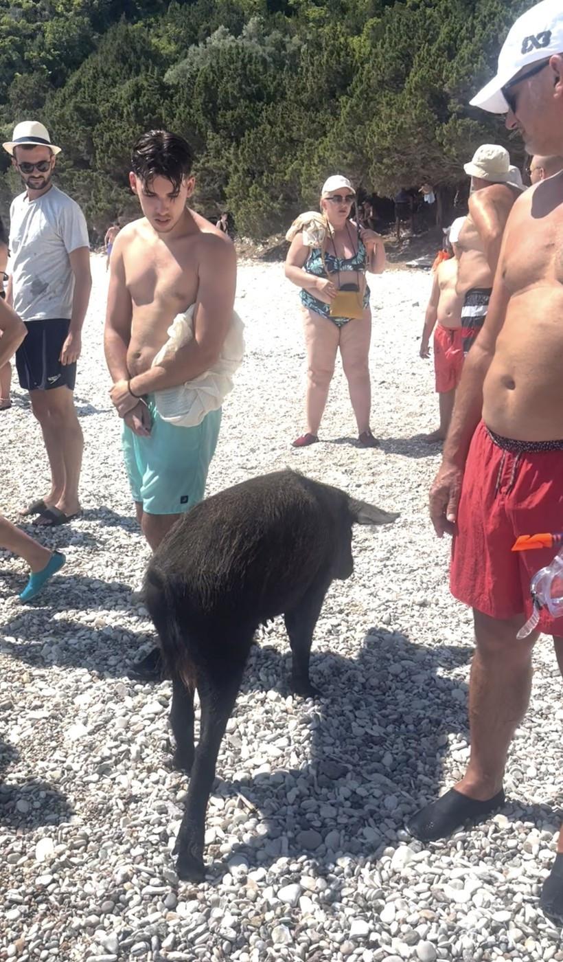 Pe o insulă grecească, turiștii sunt luați prin surprindere de mistreții care au pus stăpânire pe plajă și înoată liniștiți în mare 1000271