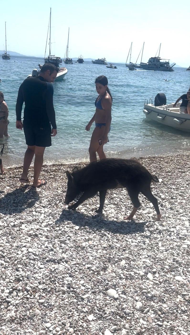 Pe o insulă grecească, turiștii sunt luați prin surprindere de mistreții care au pus stăpânire pe plajă și înoată liniștiți în mare 1000272