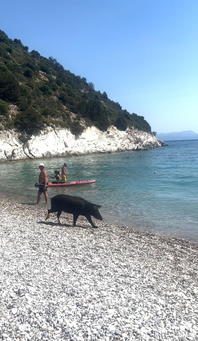 Pe o insulă grecească, turiștii sunt luați prin surprindere de mistreții care au pus stăpânire pe plajă și înoată liniștiți în mare 1000273