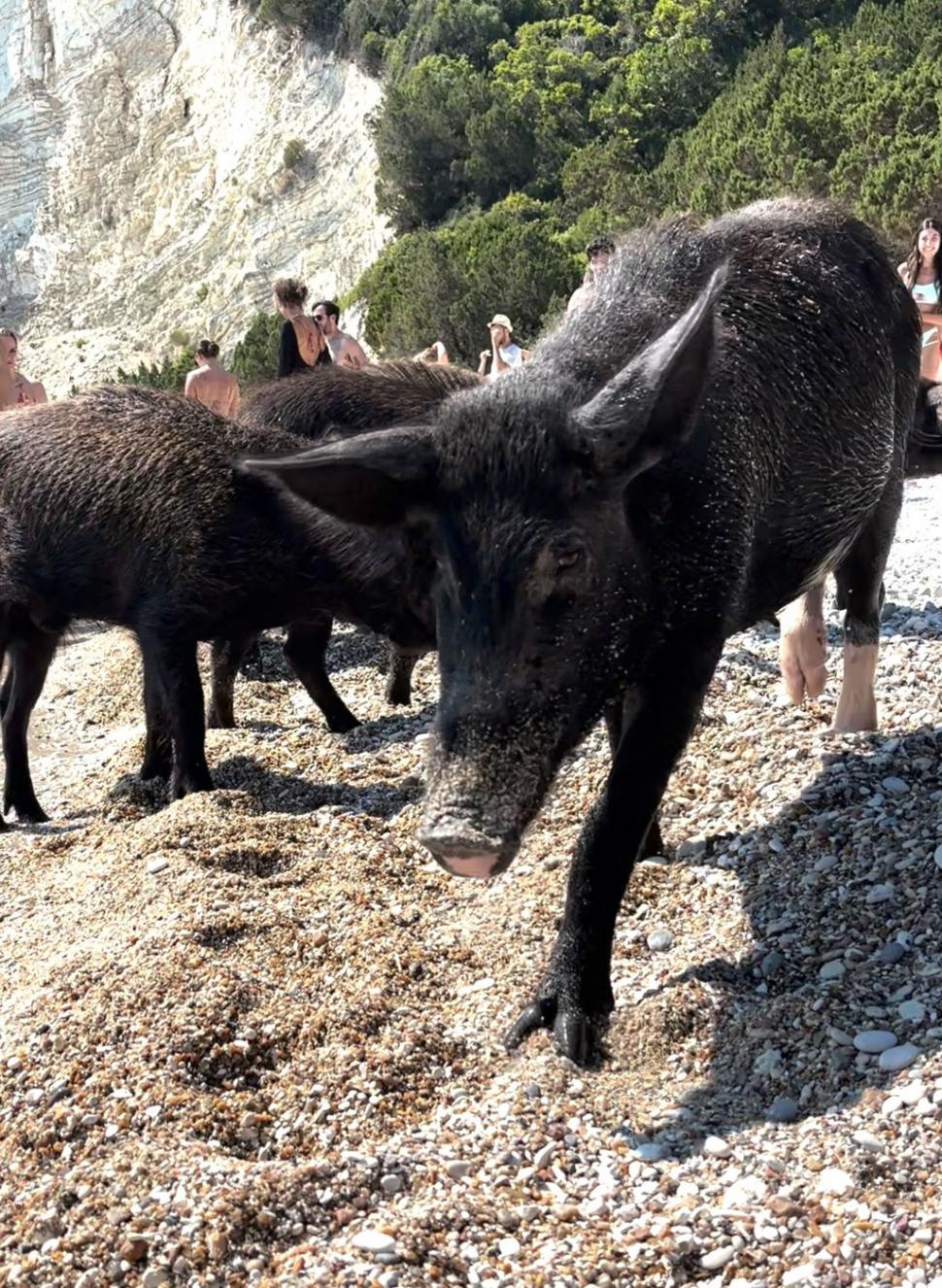 Pe o insulă grecească, turiștii sunt luați prin surprindere de mistreții care au pus stăpânire pe plajă și înoată liniștiți în mare 1000274