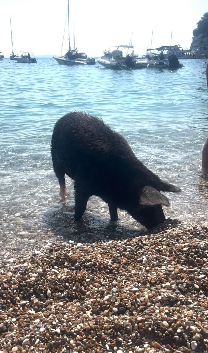 Pe o insulă grecească, turiștii sunt luați prin surprindere de mistreții care au pus stăpânire pe plajă și înoată liniștiți în mare 1000275