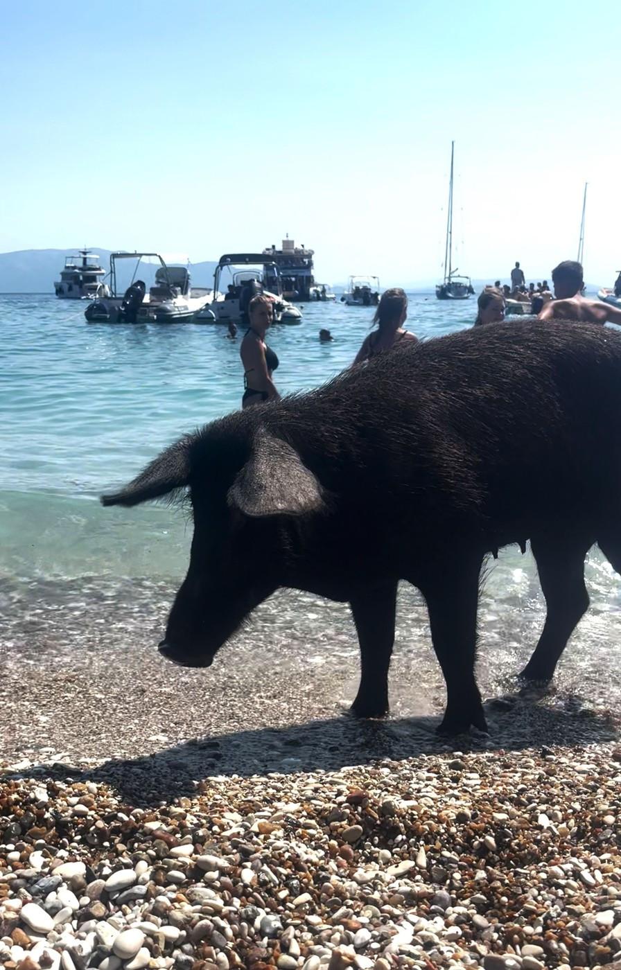 Pe o insulă grecească, turiștii sunt luați prin surprindere de mistreții care au pus stăpânire pe plajă și înoată liniștiți în mare 1000276