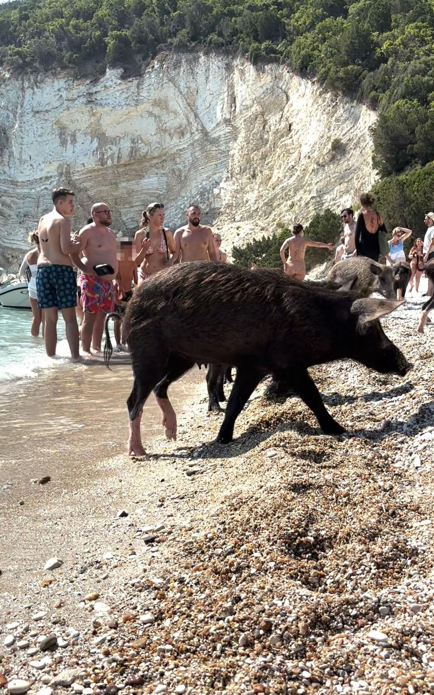 Pe o insulă grecească, turiștii sunt luați prin surprindere de mistreții care au pus stăpânire pe plajă și înoată liniștiți în mare 1000277