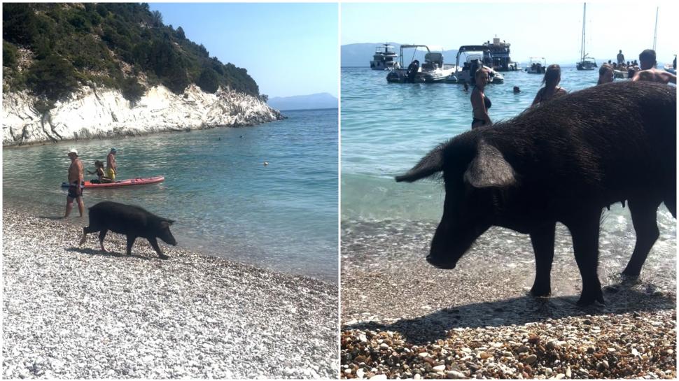 Pe o insulă grecească, turiștii sunt luați prin surprindere de mistreții care au pus stăpânire pe plajă și înoată liniștiți în mare 1000278