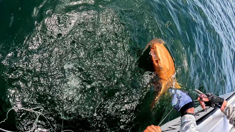 O creatură bizară i-a uluit pe câțiva pescari ieșiți în larg. Ce s-a prins, de fapt, în plasă 1000906