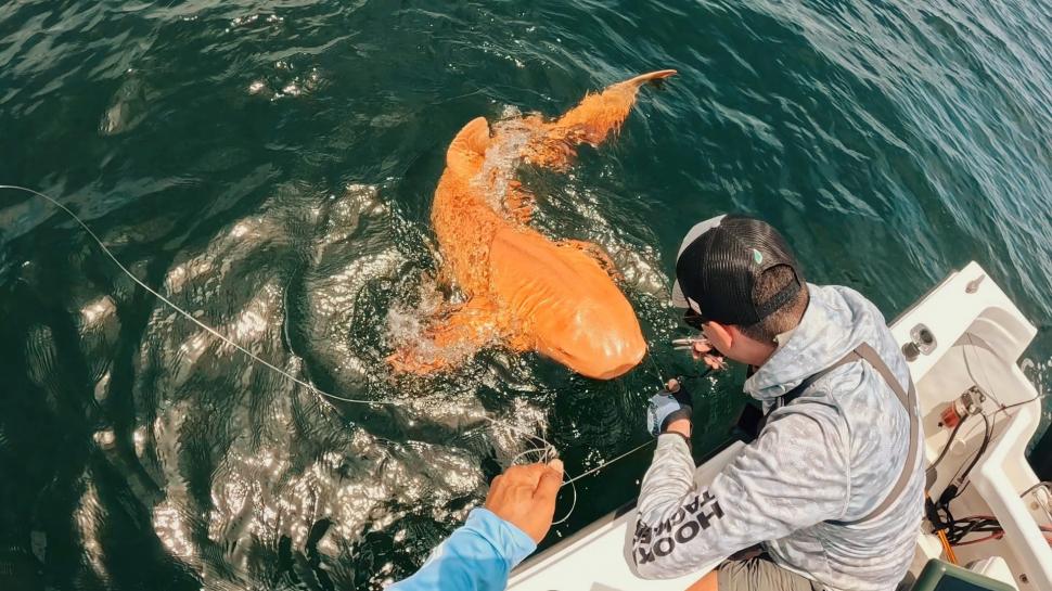 O creatură bizară i-a uluit pe câțiva pescari ieșiți în larg. Ce s-a prins, de fapt, în plasă 1000912