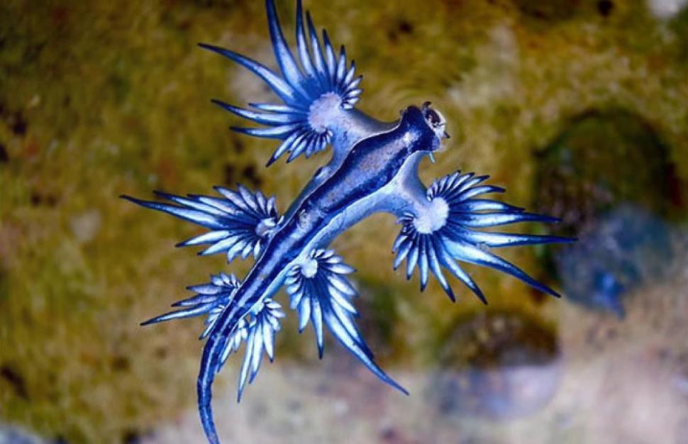 "Dragonul albastru", o creatură marină considerată dispărută, a închis mai multe plaje din Spania. Veninul său este periculos 1001295