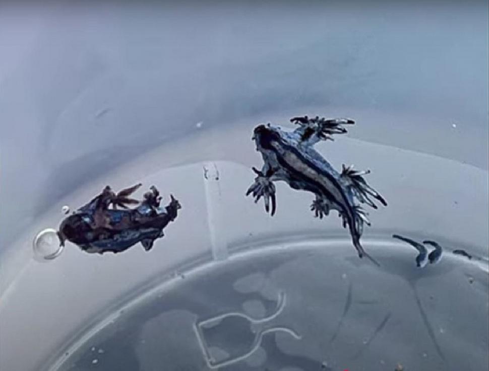 "Dragonul albastru", o creatură marină considerată dispărută, a închis mai multe plaje din Spania. Veninul său este periculos 1001299