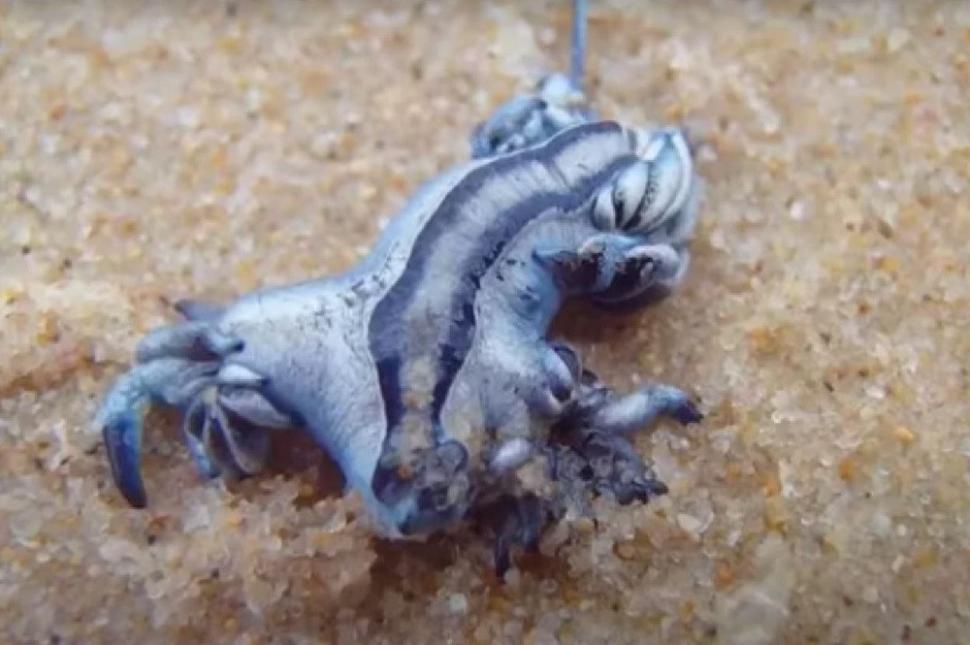 "Dragonul albastru", o creatură marină considerată dispărută, a închis mai multe plaje din Spania. Veninul său este periculos 1001301