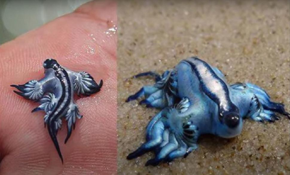 "Dragonul albastru", o creatură marină considerată dispărută, a închis mai multe plaje din Spania. Veninul său este periculos 1001303