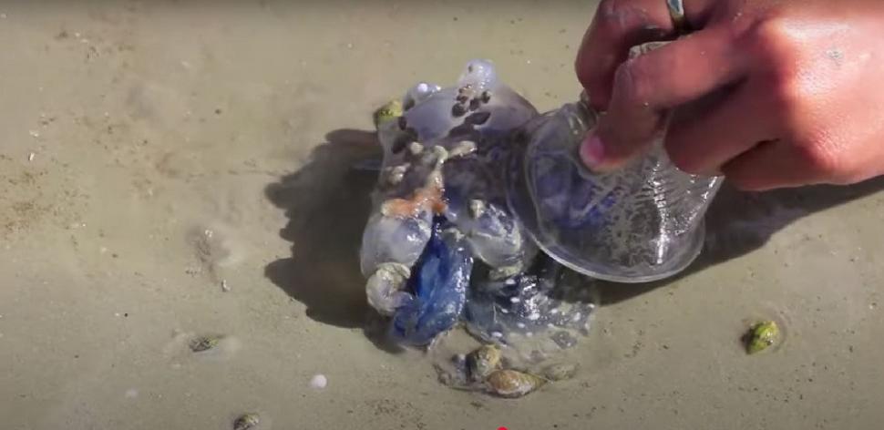 "Dragonul albastru", o creatură marină considerată dispărută, a închis mai multe plaje din Spania. Veninul său este periculos 1001304