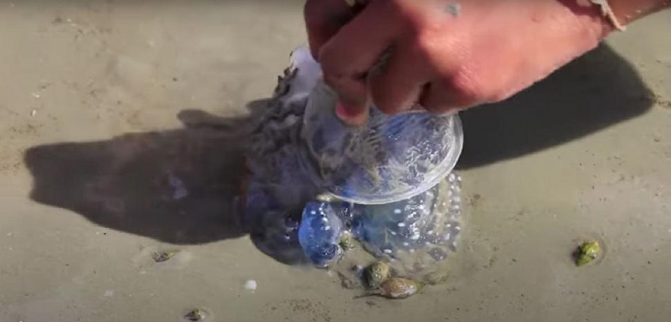 "Dragonul albastru", o creatură marină considerată dispărută, a închis mai multe plaje din Spania. Veninul său este periculos 1001305