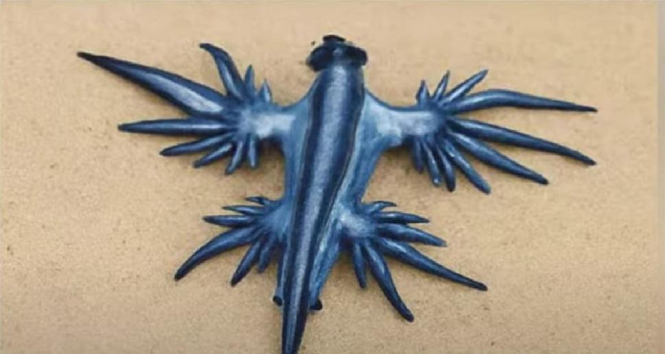 "Dragonul albastru", o creatură marină considerată dispărută, a închis mai multe plaje din Spania. Veninul său este periculos 1001306