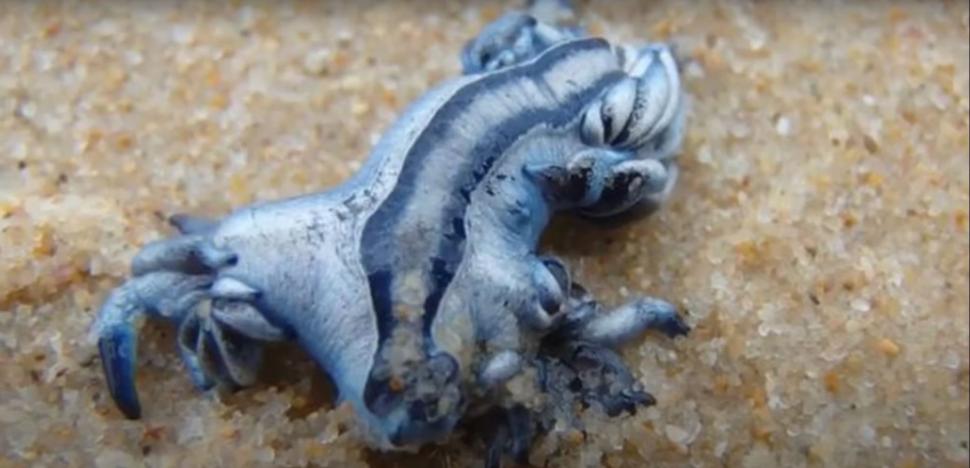 "Dragonul albastru", o creatură marină considerată dispărută, a închis mai multe plaje din Spania. Veninul său este periculos 1001310