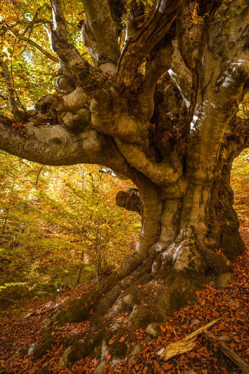 Comuna din România care are un traseu tematic nou, prin Munții Făgăraș: Drumeții vor avea „o experiență diferită” pe poteca de 3,7 km 1002172