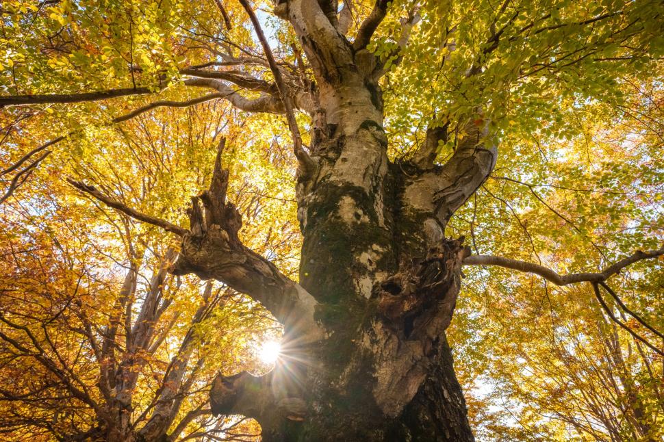 Comuna din România care are un traseu tematic nou, prin Munții Făgăraș: Drumeții vor avea „o experiență diferită” pe poteca de 3,7 km 1002173