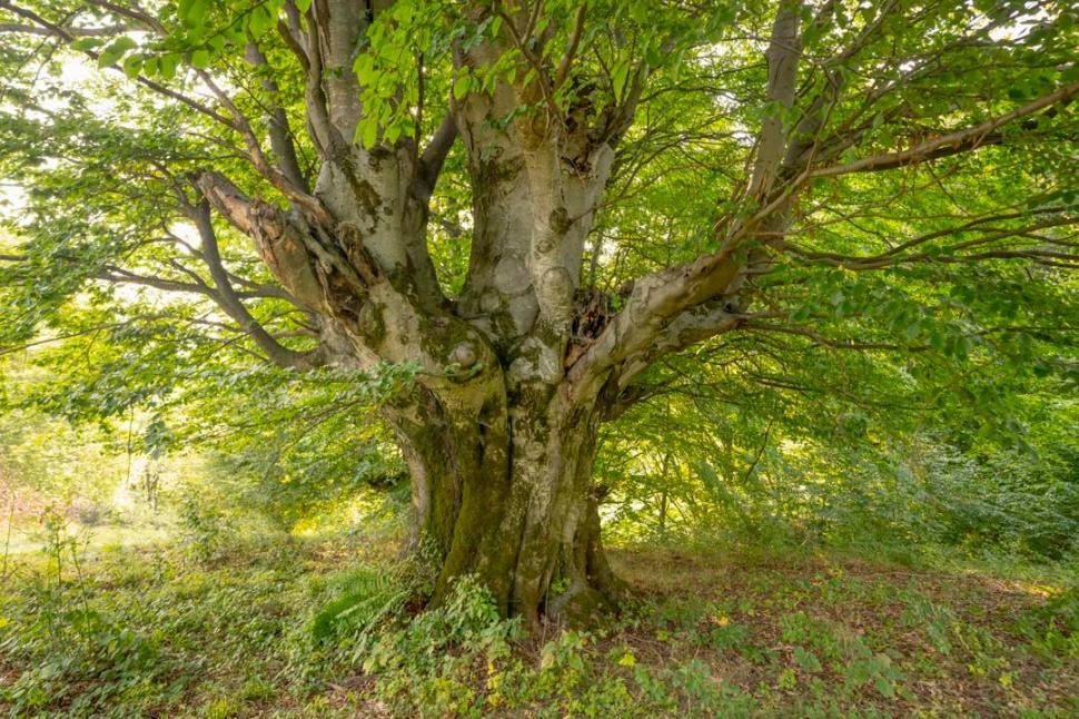Comuna din România care are un traseu tematic nou, prin Munții Făgăraș: Drumeții vor avea „o experiență diferită” pe poteca de 3,7 km 1002174