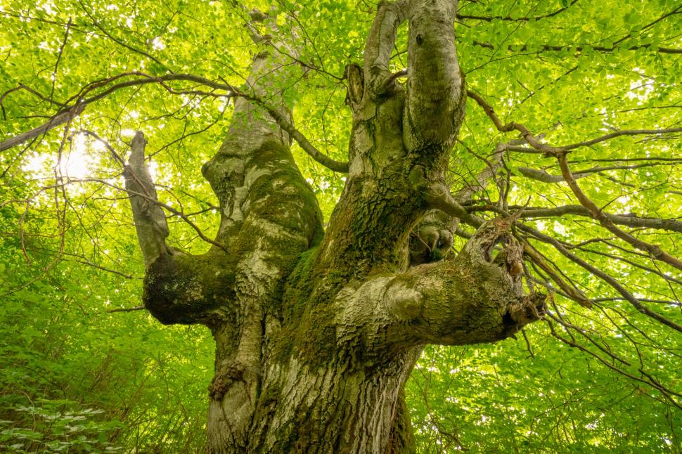 Comuna din România care are un traseu tematic nou, prin Munții Făgăraș: Drumeții vor avea „o experiență diferită” pe poteca de 3,7 km 1002175