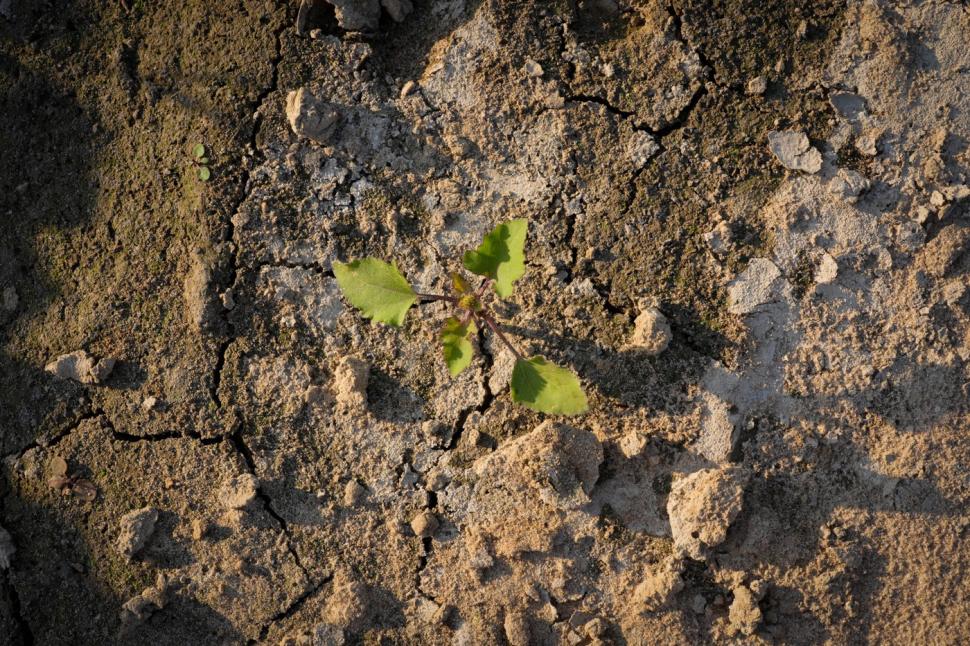 Imagini ca de film cu cel mai lung fluviu din Polonia care a dispărut aproape de tot. Acum, pe fundul albiei a început să iasă iarba 1002434