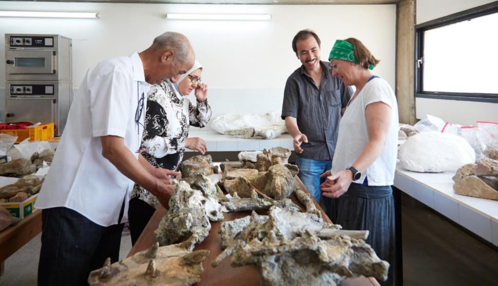 "Era absolut plin de țepi pe tot corpul". Fosilele celui mai vechi ankilozaur au fost găsite în Maroc. Cum arăta "tancul" Jurasicului 1002607