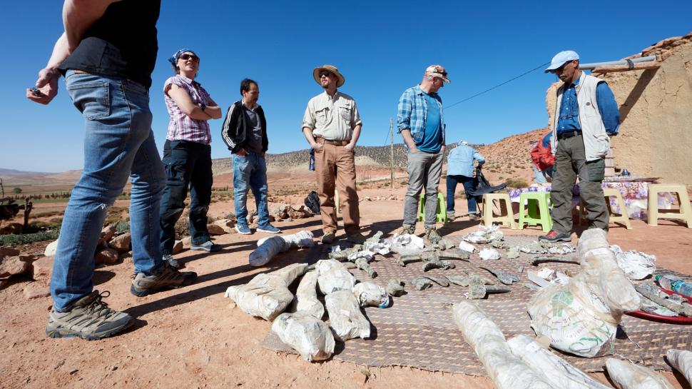 "Era absolut plin de țepi pe tot corpul". Fosilele celui mai vechi ankilozaur au fost găsite în Maroc. Cum arăta "tancul" Jurasicului 1002612