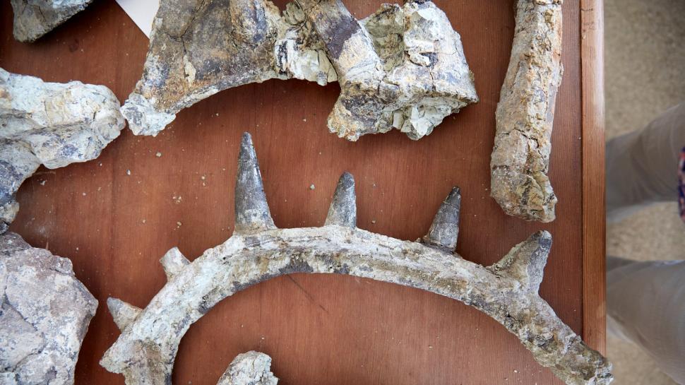 "Era absolut plin de țepi pe tot corpul". Fosilele celui mai vechi ankilozaur au fost găsite în Maroc. Cum arăta "tancul" Jurasicului 1002613