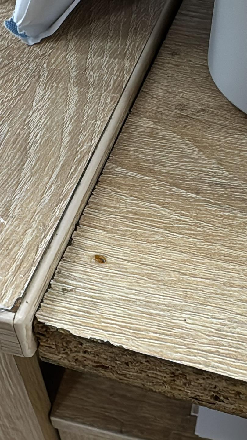 Mai mulţi agenţi au fost muşcaţi de ploşniţe în sediile Poliţiei Capitalei. 10 persoane au ajuns la spital 1004204