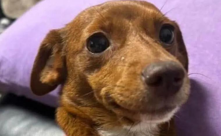 Dispariția ciudată a unui bărbat care călătorea în jurul lumii. Barca în care era doar câinele lui a fost găsită la 160 km distanță 1004388