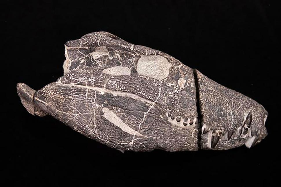 Cercetătorii au descoperit scheletul unui prădător hipercarnivor dispărut, care mânca dinozaurii unul după altul 1004417