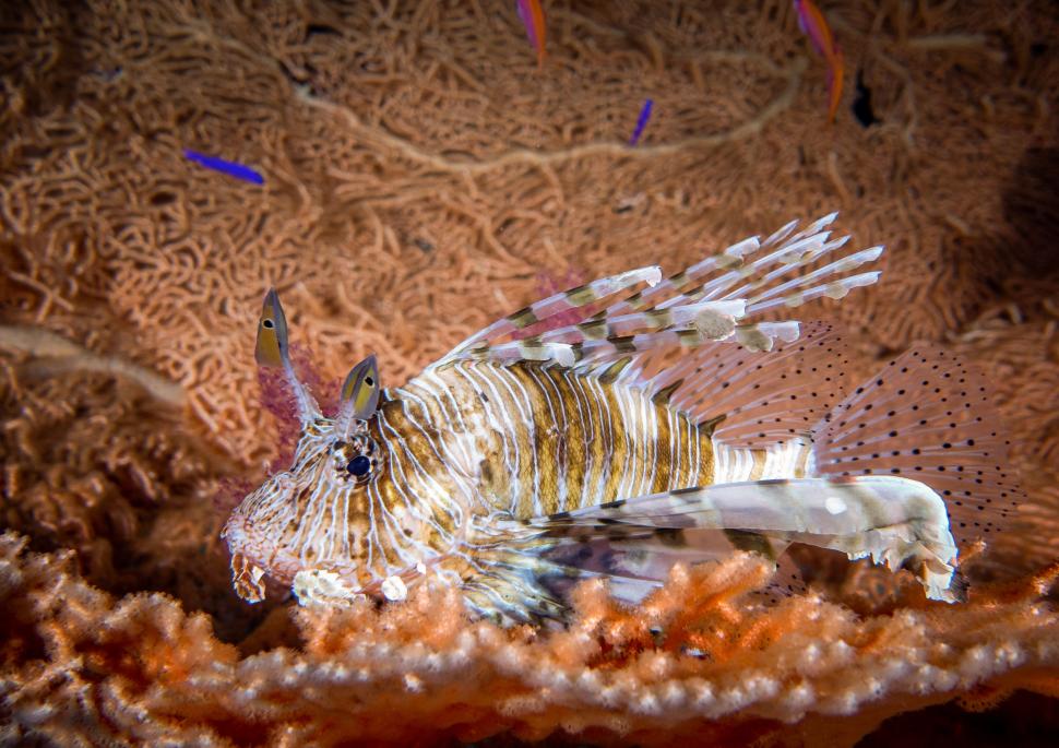 O specie de pește veninos invadează Marea Mediterană. Grecii încearcă o soluție pentru „catastrofa ecologică”: Îl pun în supă 1005455