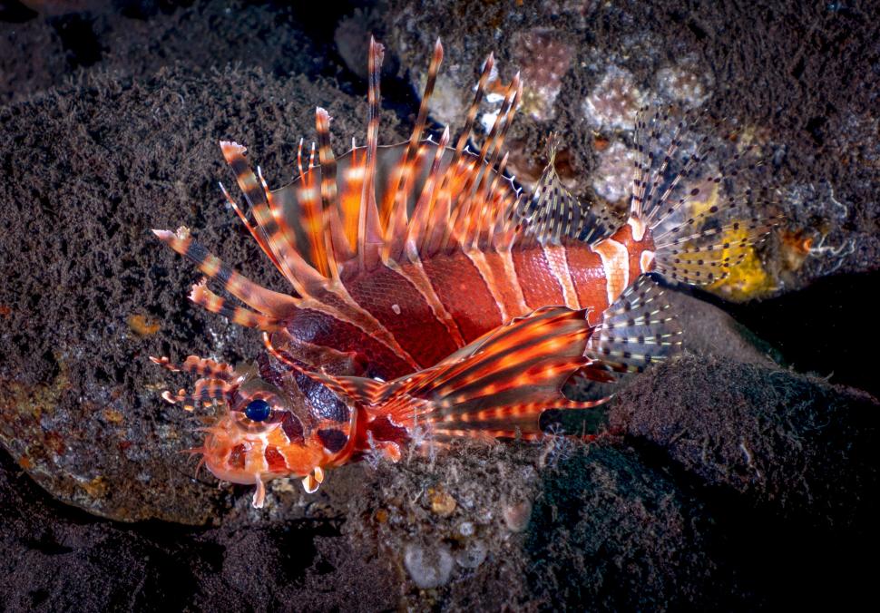 O specie de pește veninos invadează Marea Mediterană. Grecii încearcă o soluție pentru „catastrofa ecologică”: Îl pun în supă 1005456