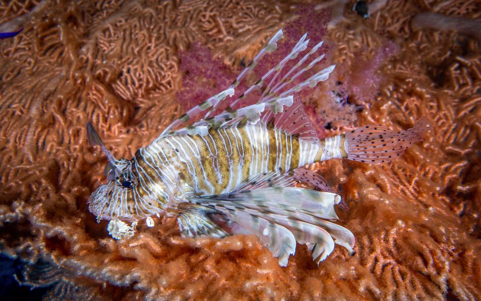 O specie de pește veninos invadează Marea Mediterană. Grecii încearcă o soluție pentru „catastrofa ecologică”: Îl pun în supă 1005458